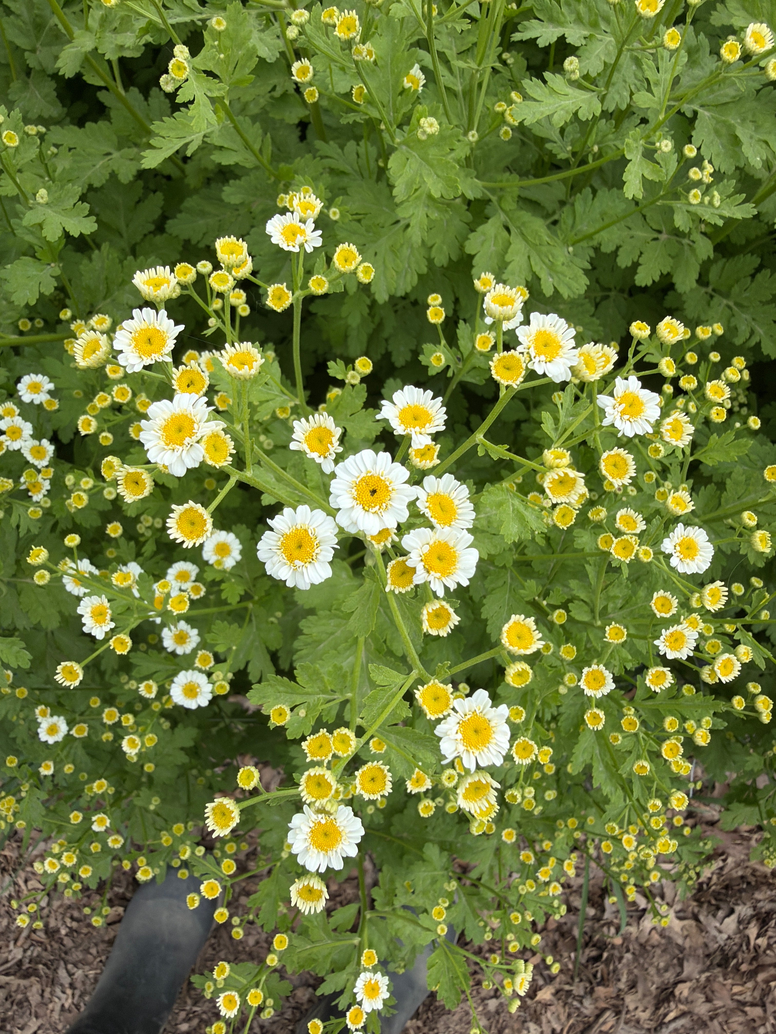 Feverfew - Bundle of 10 Stems
