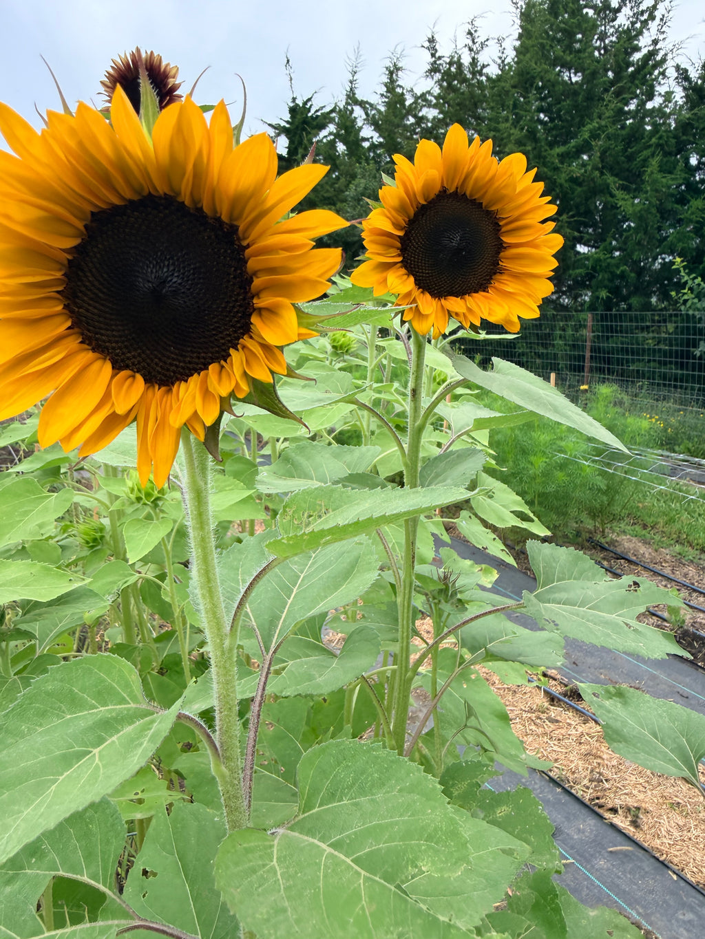 Sunflower (ProCut) - Orange - Bundle of 5 and 10 Stems