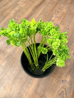 Bells of Ireland - Bundle of 10 Stems
