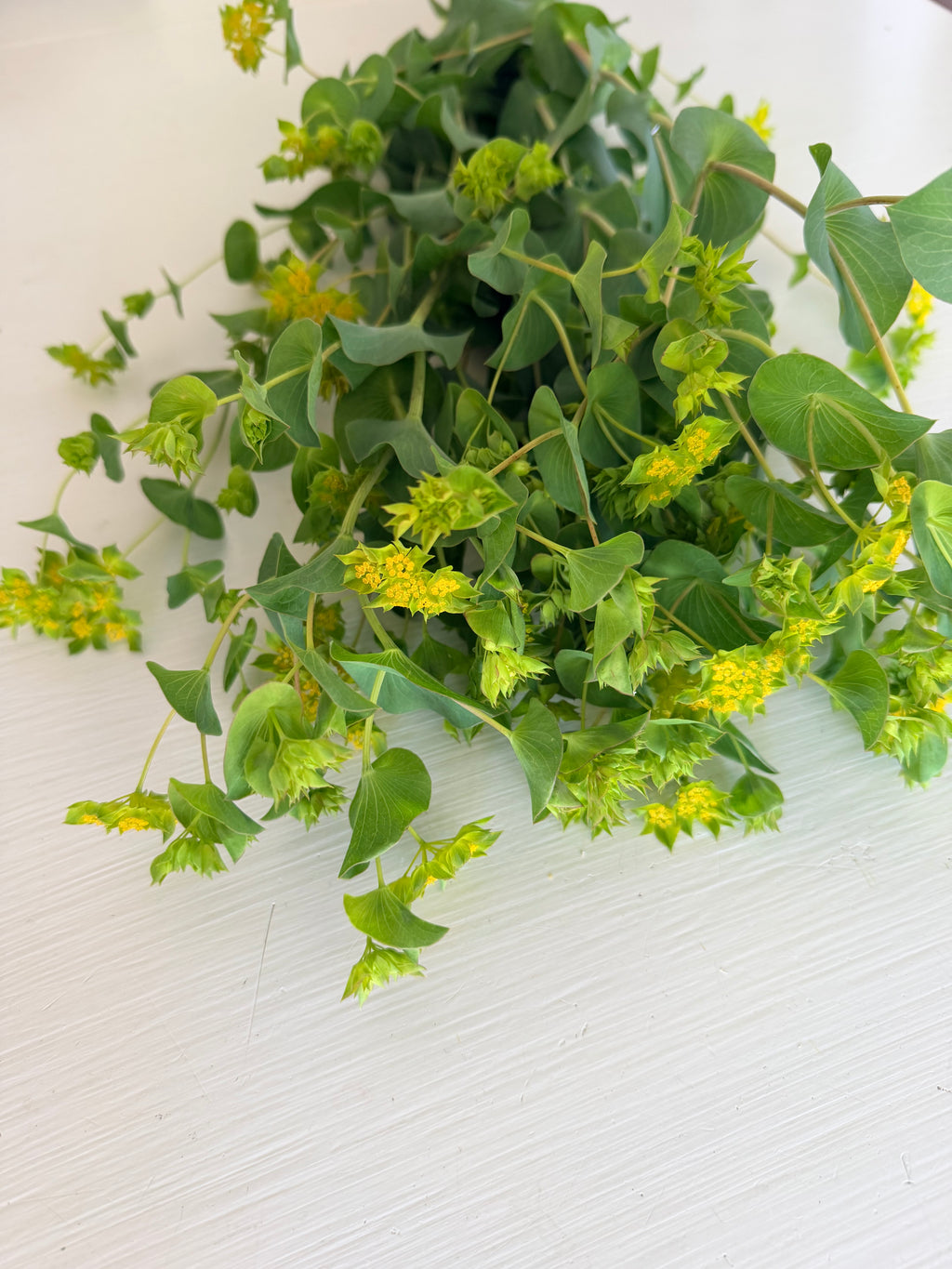 Bupleurum - Bundle of 10 Stems