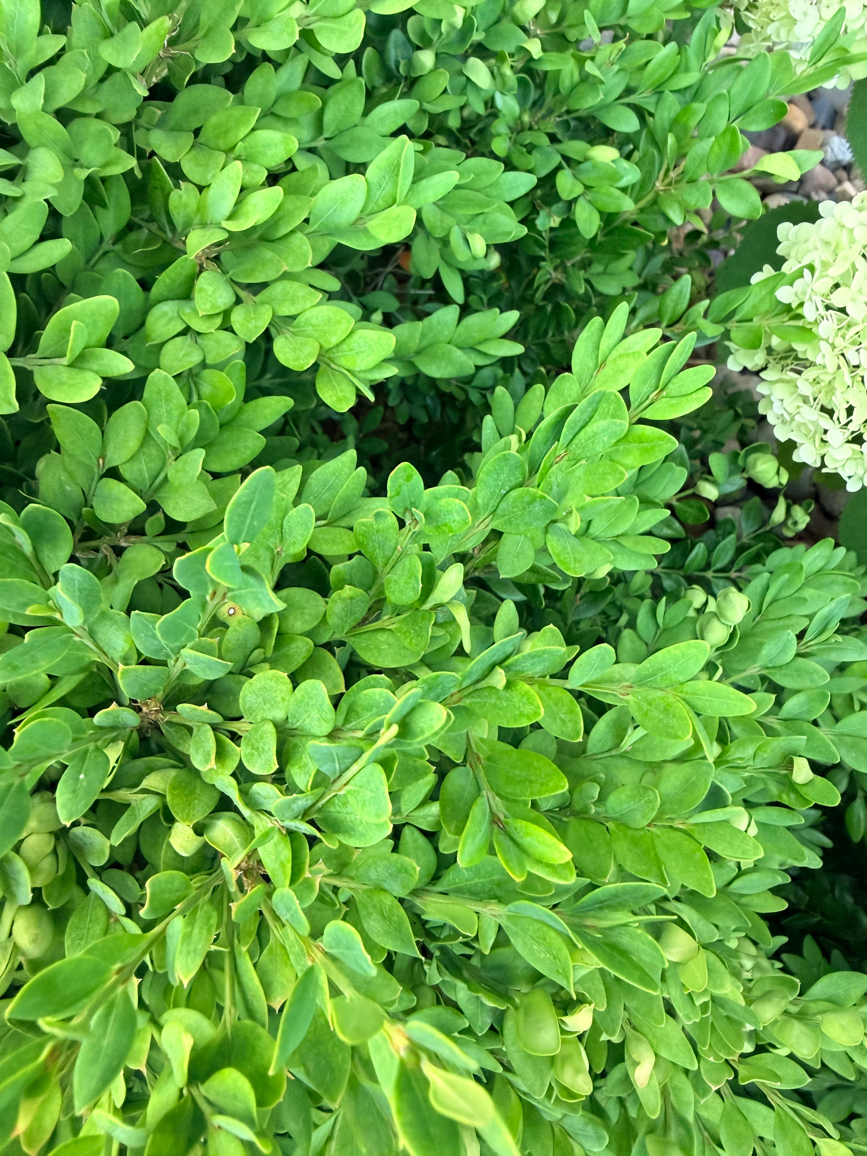 Boxwood - Bundle of 5 and 10 Stems