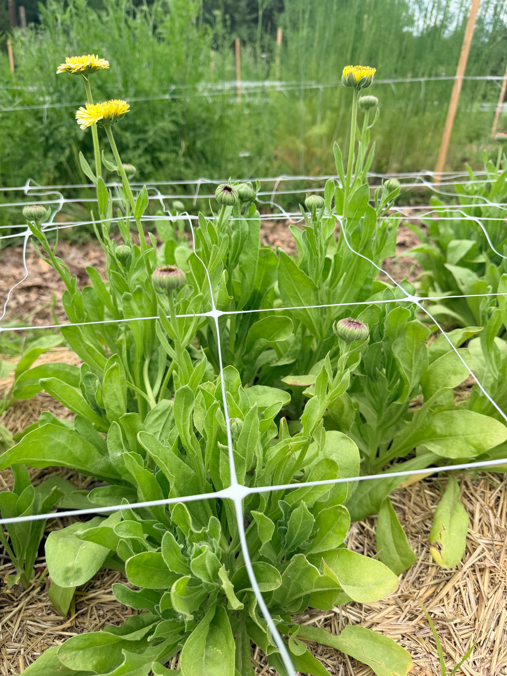 Calendula - Ivory Princess - Bundle of 10 Stems
