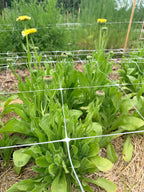 Calendula - Ivory Princess - Bundle of 10 Stems