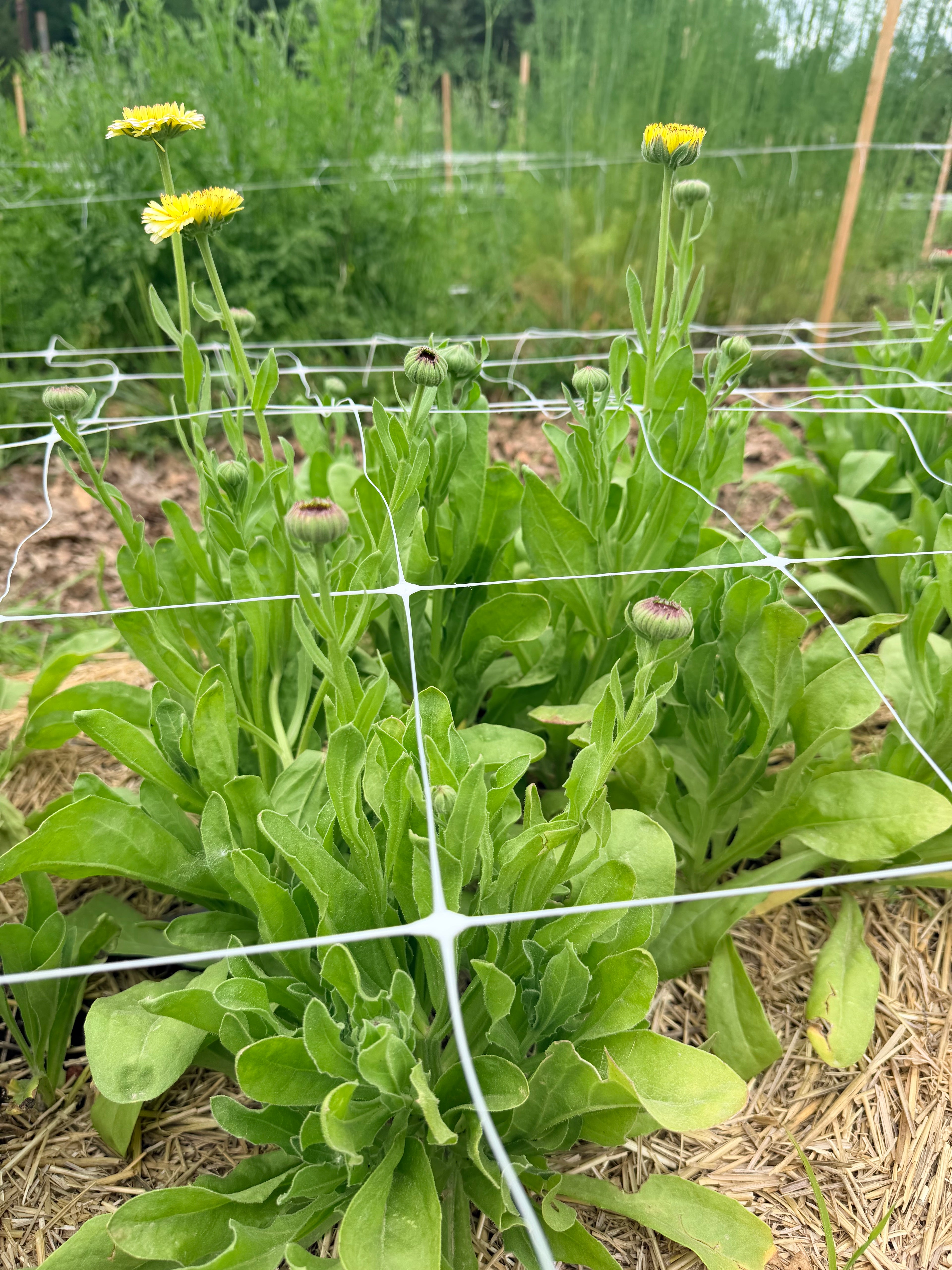Calendula - Ivory Princess - Bundle of 10 Stems