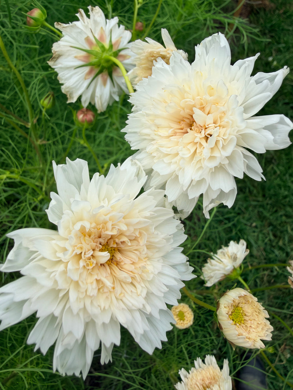 Cosmos - White - Bundle of 10 Stems
