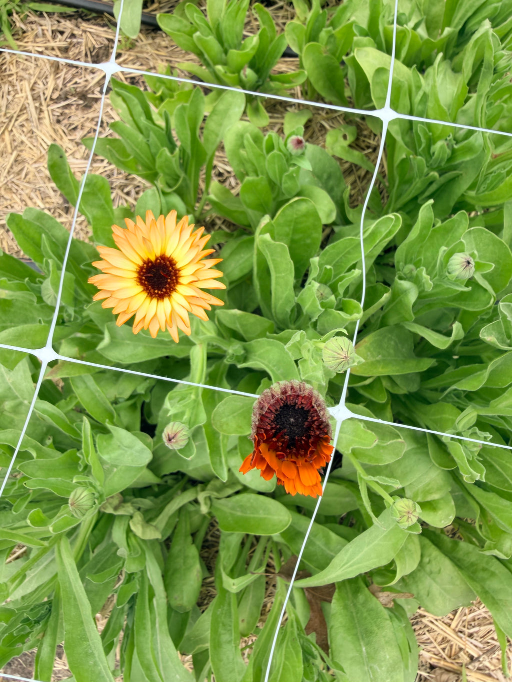 Calendula - Flashback Mix - Bundle of 10 Stems