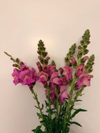 Snapdragon - Bundle of 5 and 10 Stems -  Lavender - Thick/Extra Tall