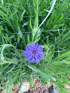 Bachelor Button - Blue - 10 Stems