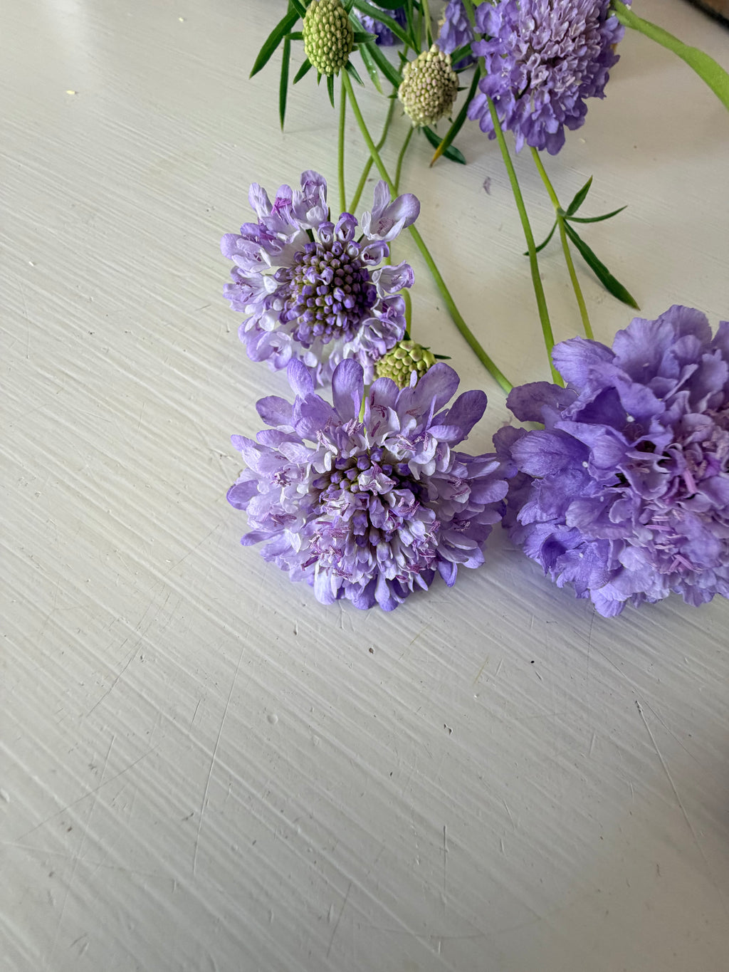 Scabiosa - Blue Cockadee - Bundle of 10 Stems