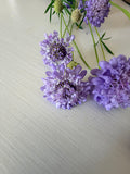 Scabiosa - Blue Cockadee - Bundle of 10 Stems