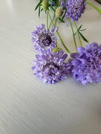 Scabiosa - Blue Cockadee - Bundle of 10 Stems