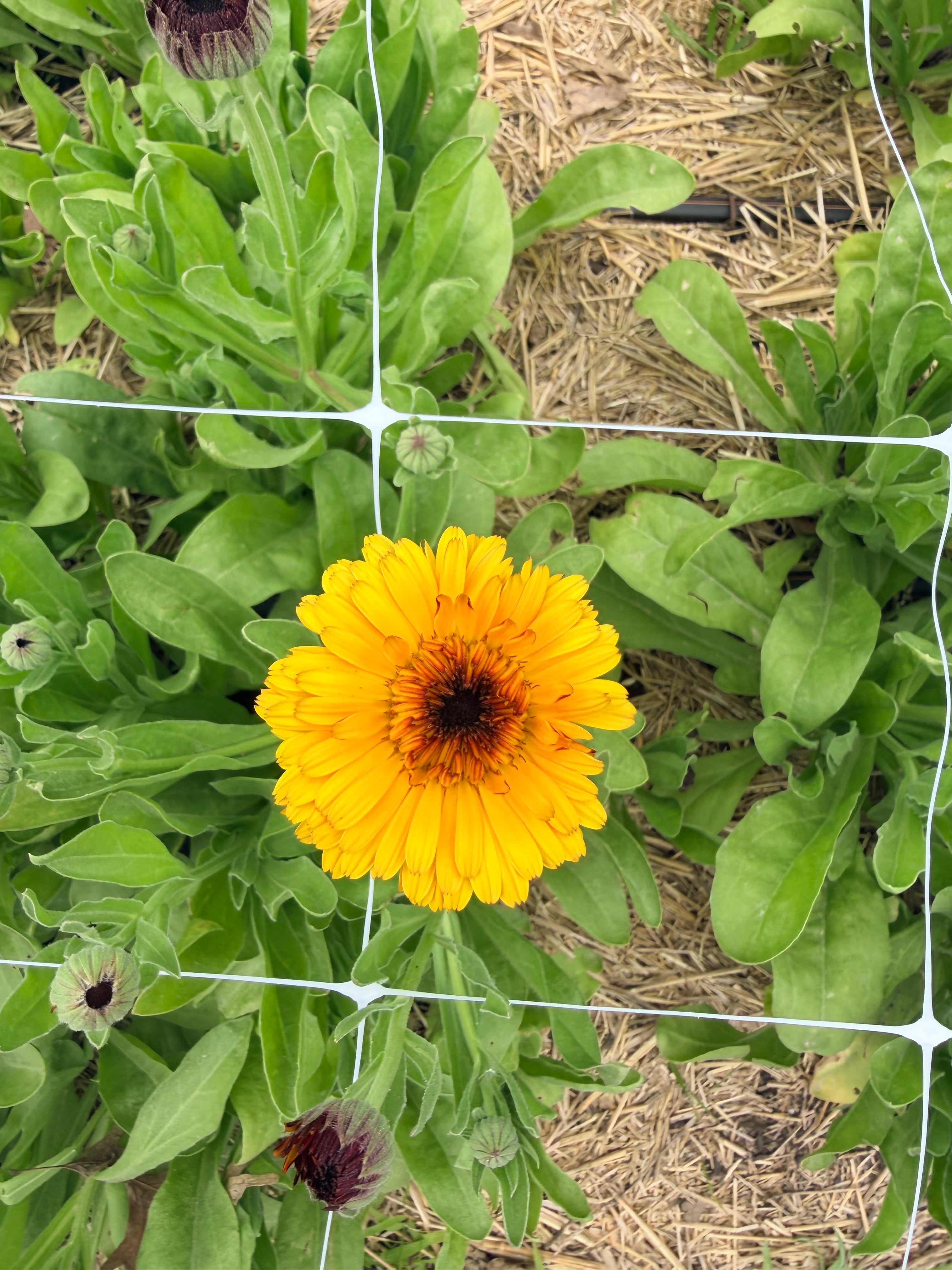 Calendula - Flashback Mix - Bundle of 10 Stems