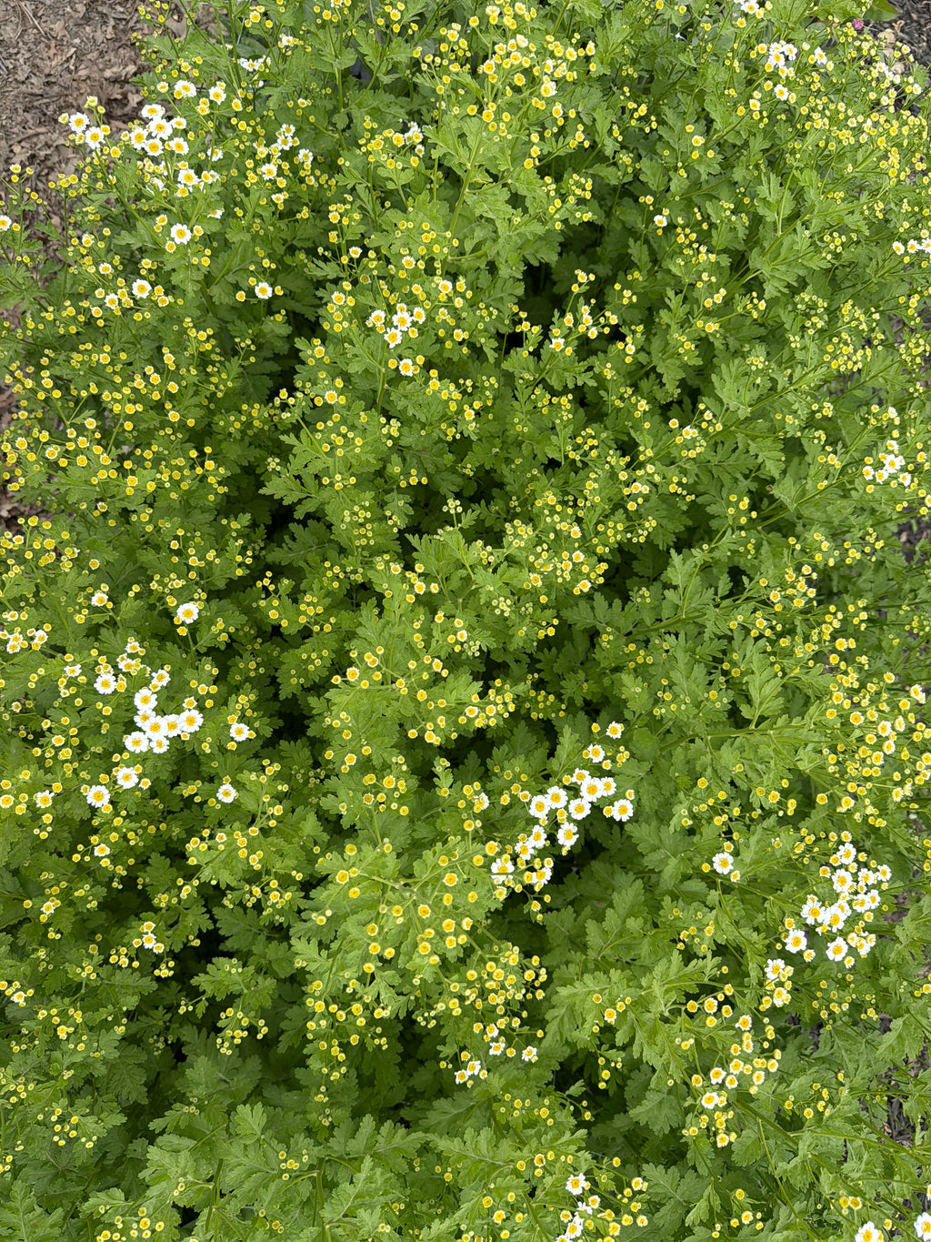 Feverfew - Bundle of 10 Stems