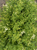 Feverfew - Bundle of 10 Stems