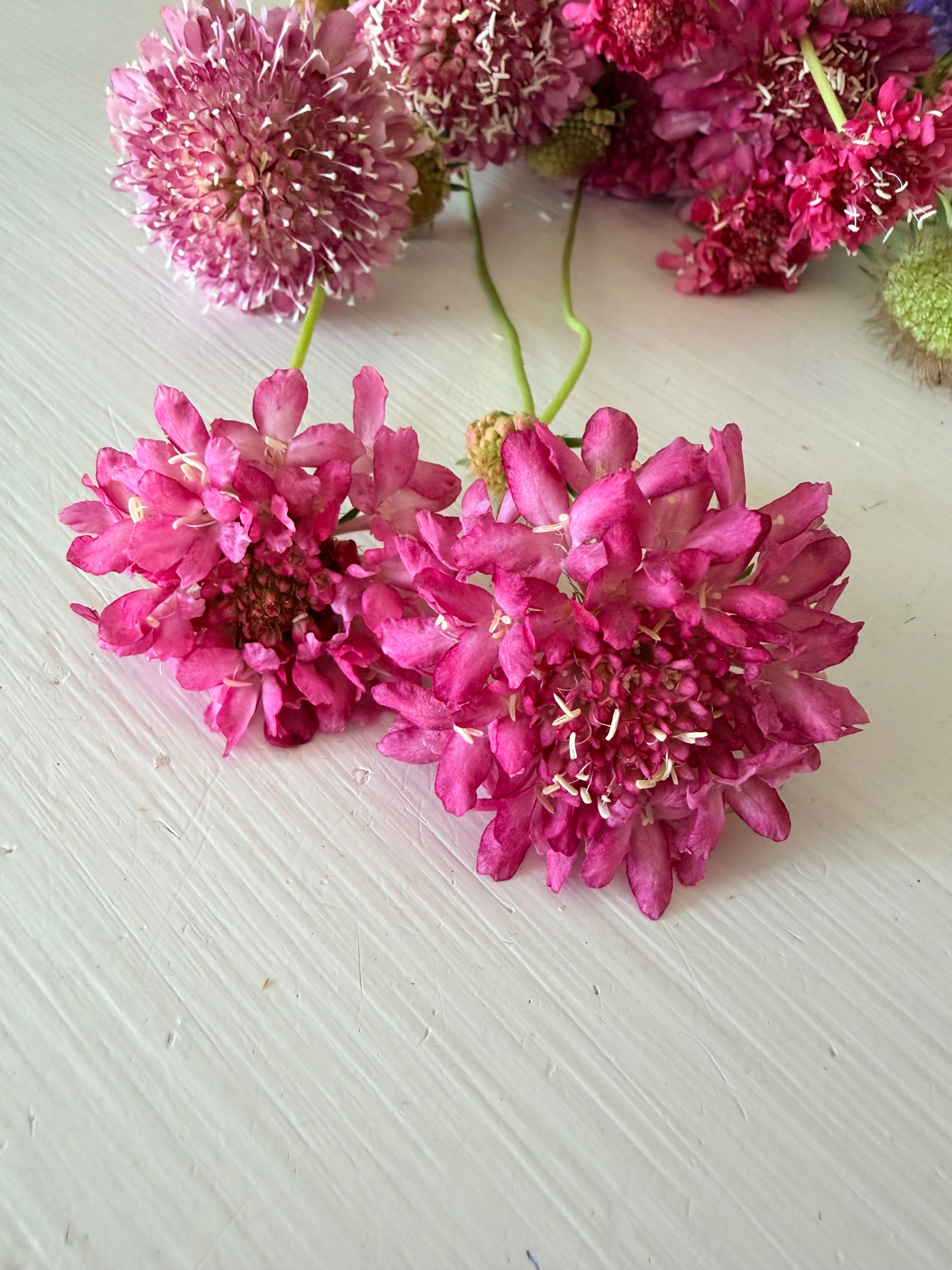 Scabiosa - Salmon Rose - Bundle of 10 Stems