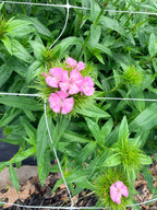 Sweet William - Amazon Rose - Bundle of 5 and 10 Stems