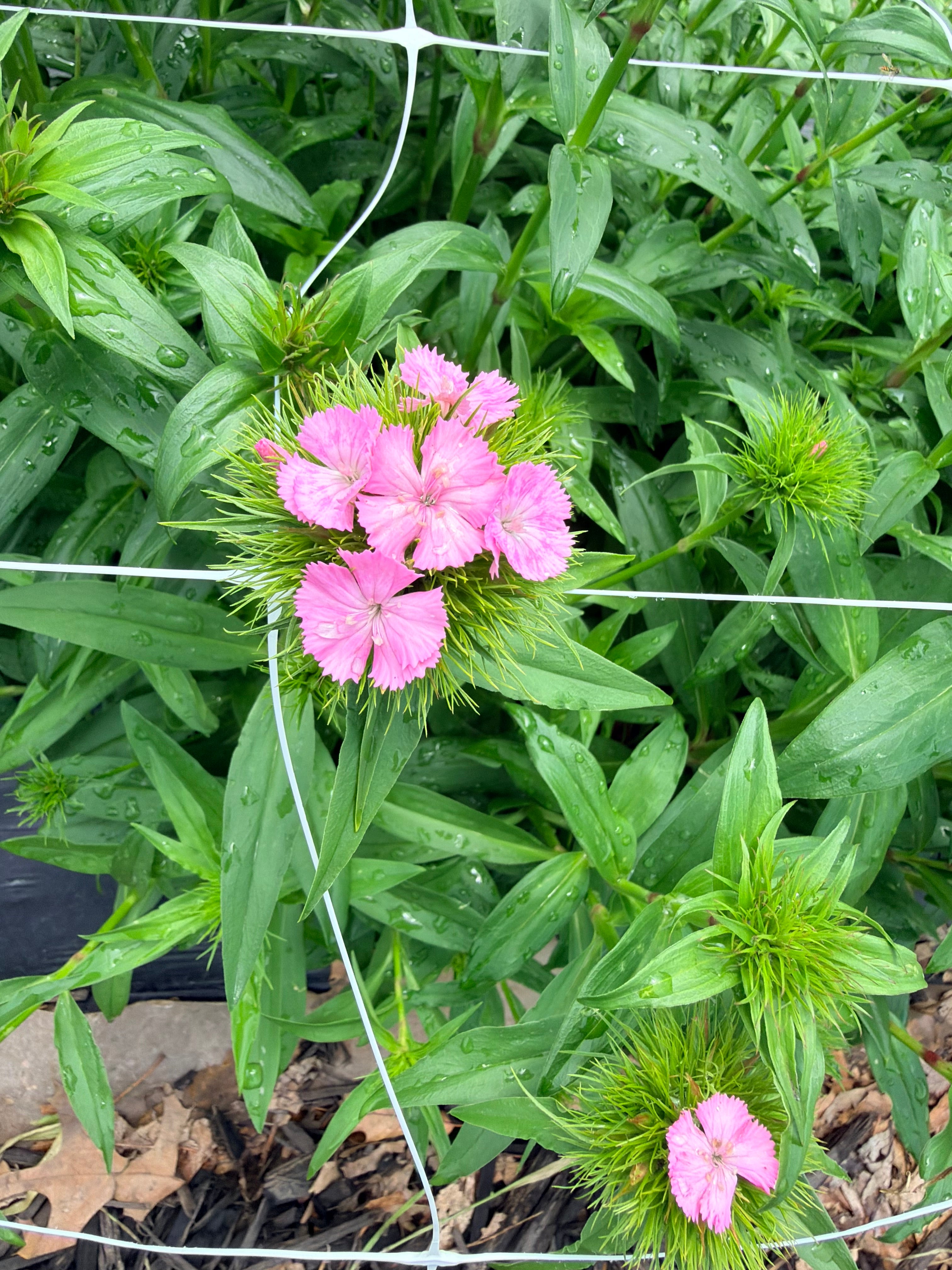 Sweet William - Amazon Rose - Bundle of 10 Stems - Coming Soon!