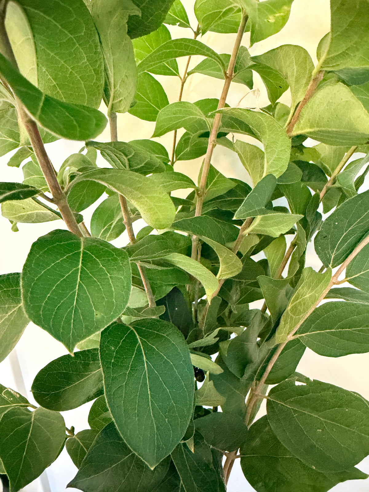 Honeysuckle - Bundle of 10 Stems