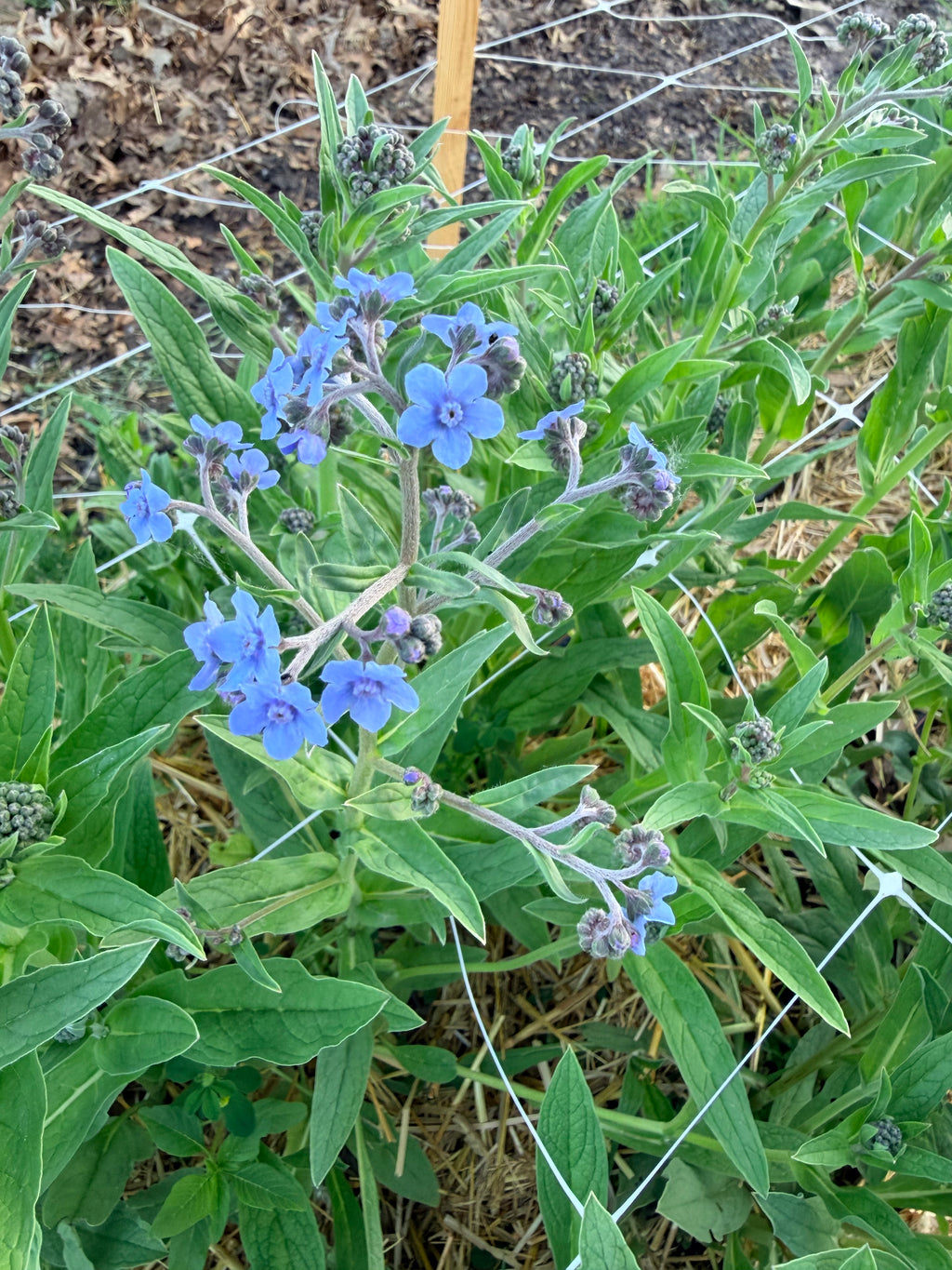 Chinese Forget-Me-Nots - Bundle of 10 Stems
