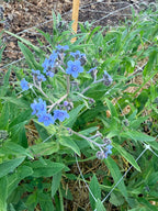 Chinese Forget-Me-Nots - Bundle of 10 Stems