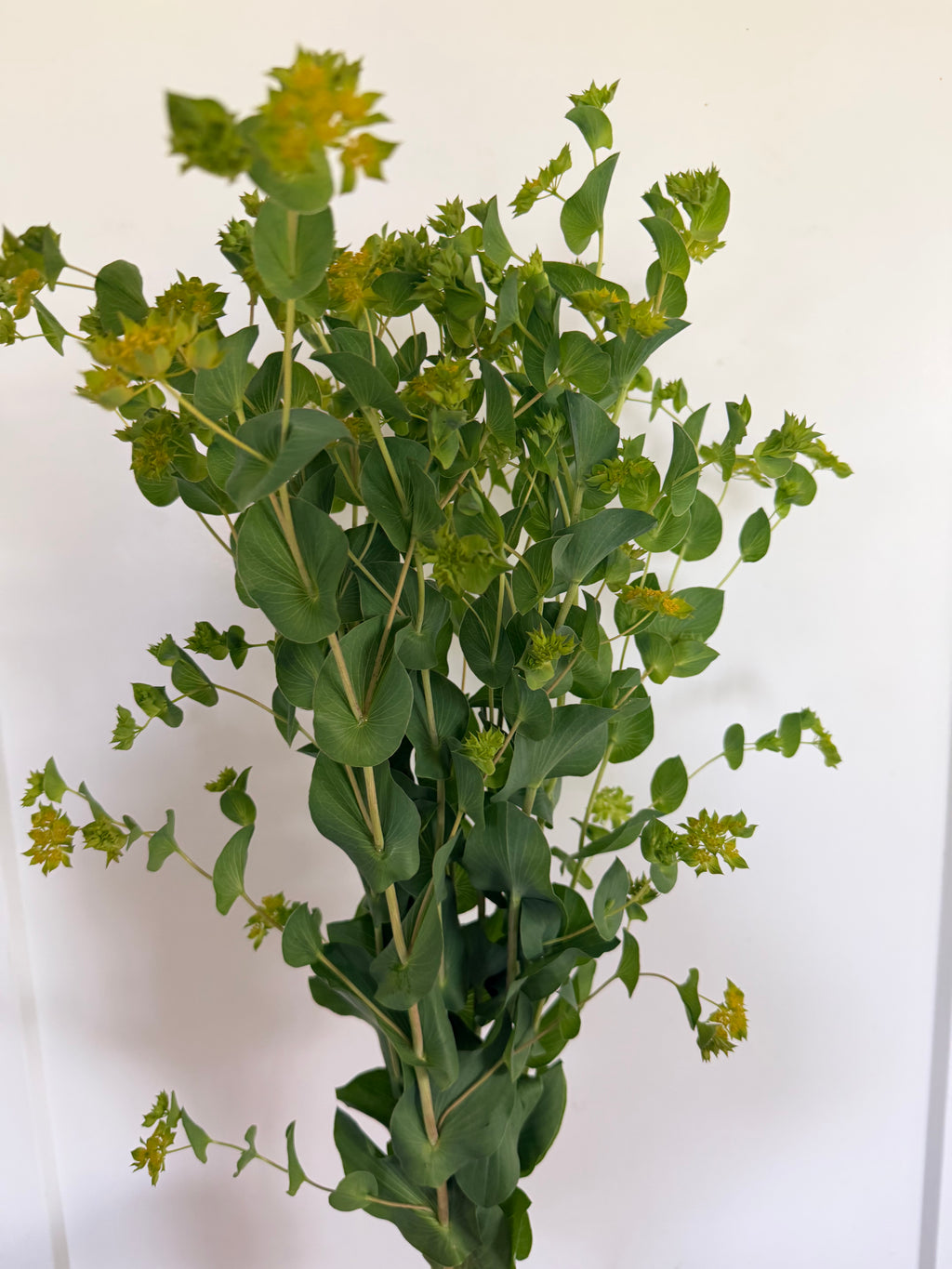 Bupleurum - Bundle of 10 Stems