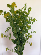 Bupleurum - Bundle of 10 Stems