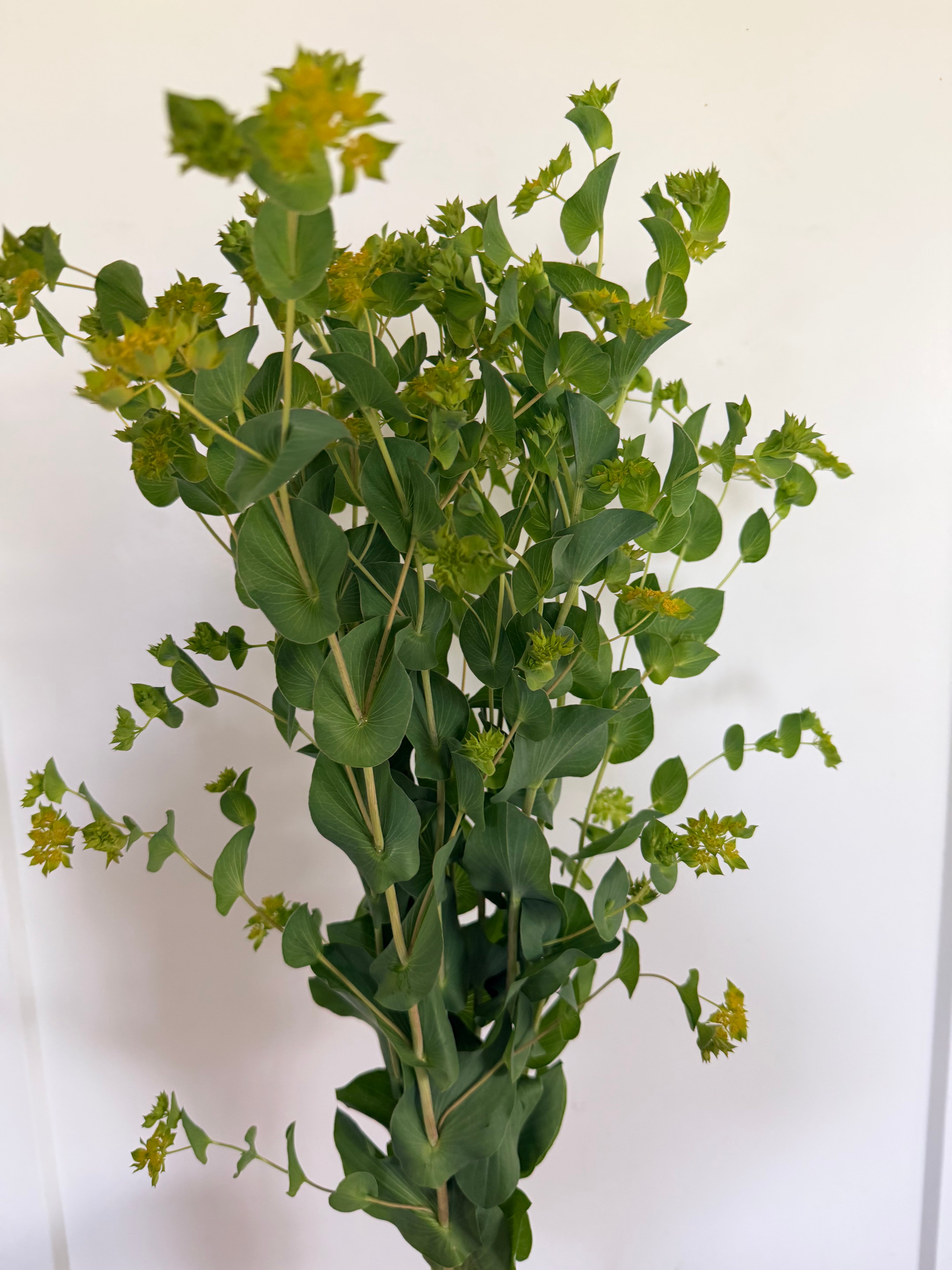 Bupleurum - Bundle of 10 Stems