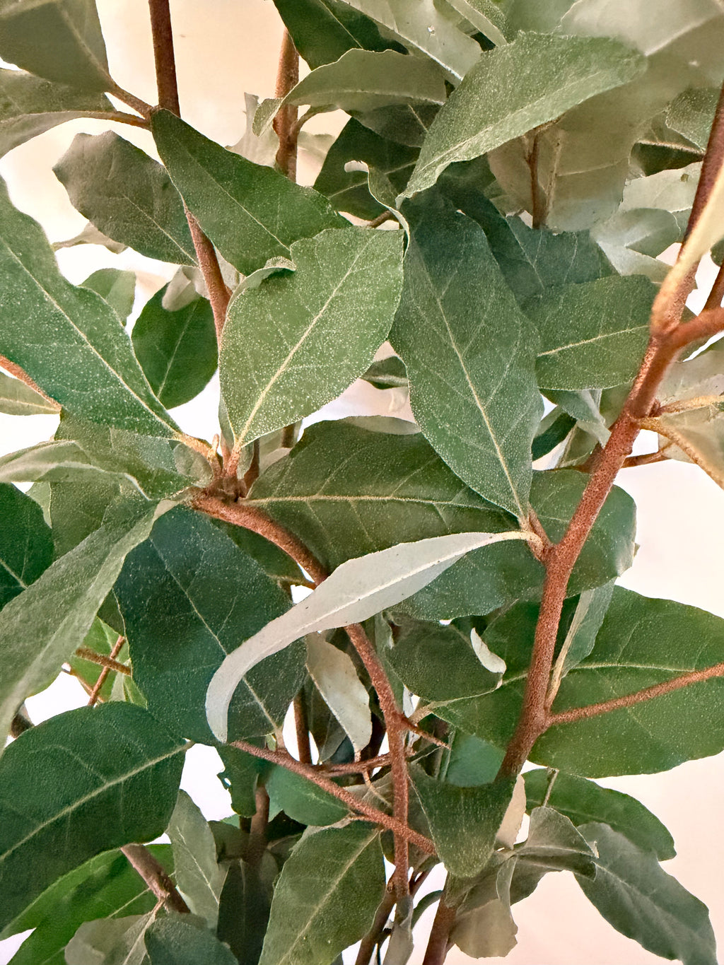 Autumn Olive - Bundle of 10 Stems