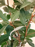 Autumn Olive - Bundle of 10 Stems