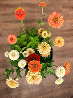 Zinnia - Mixed Bunch - Bundle of 10 Stems or Bucket of 50