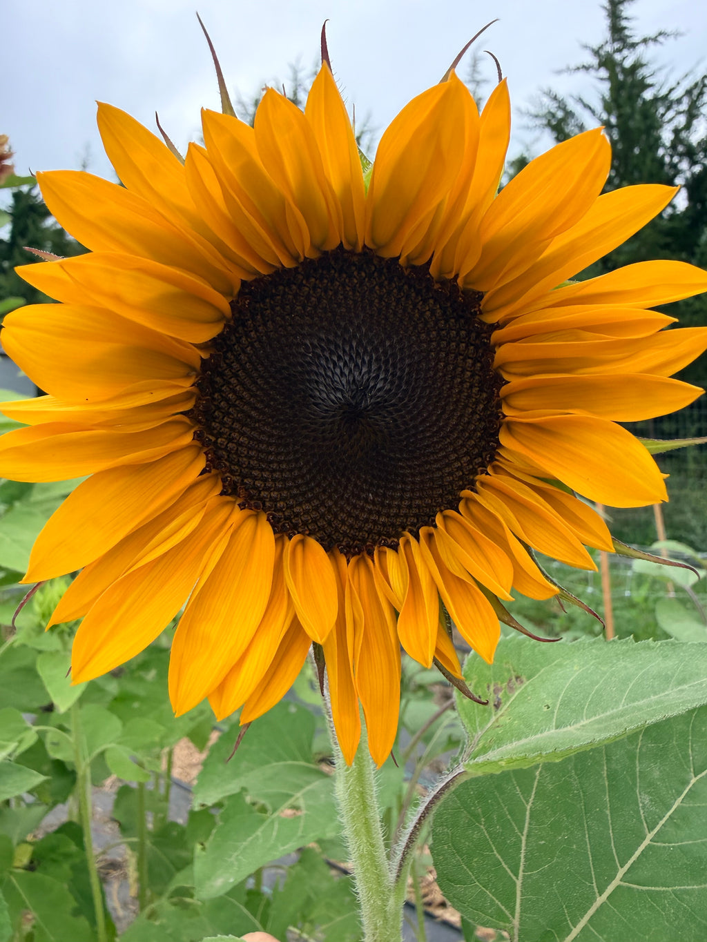 Sunflower (ProCut) - Orange - Bundle of 5 and 10 Stems