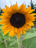 Sunflower (ProCut) - Orange - Bundle of 5 and 10 Stems