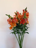 Snapdragon - Bundle of 10 Stems - Bronze