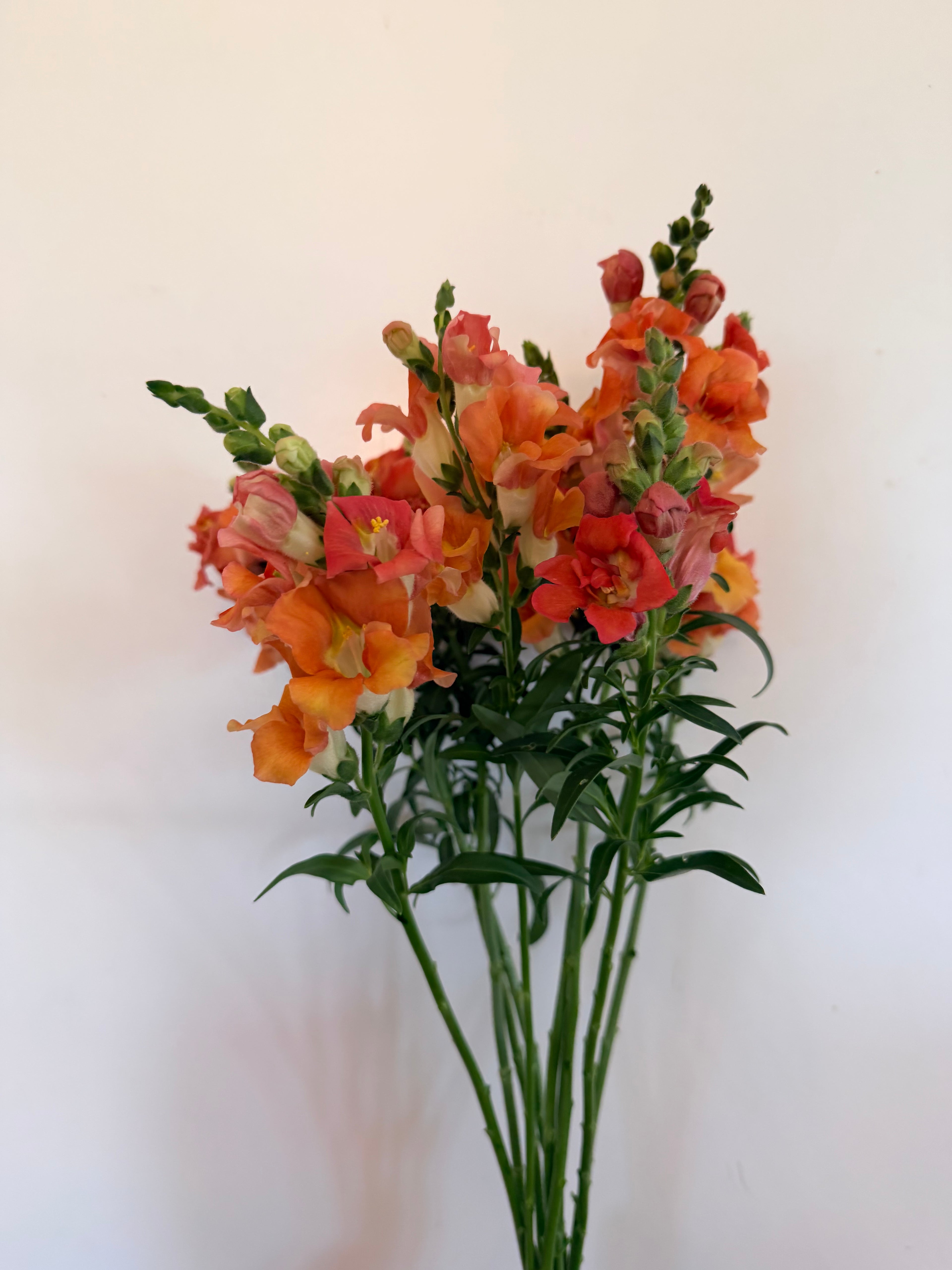 Snapdragon - Bundle of 10 Stems - Bronze