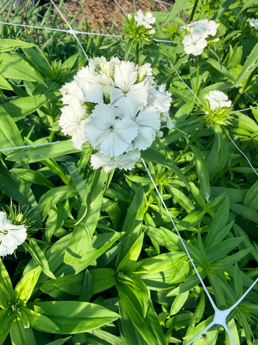 Sweet William - White - Bundle of 5 and 10 Stems
