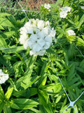 Sweet William - White - Bundle of 5 and 10 Stems