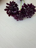 Scabiosa - Black Beauty - Bundle of 10 Stems