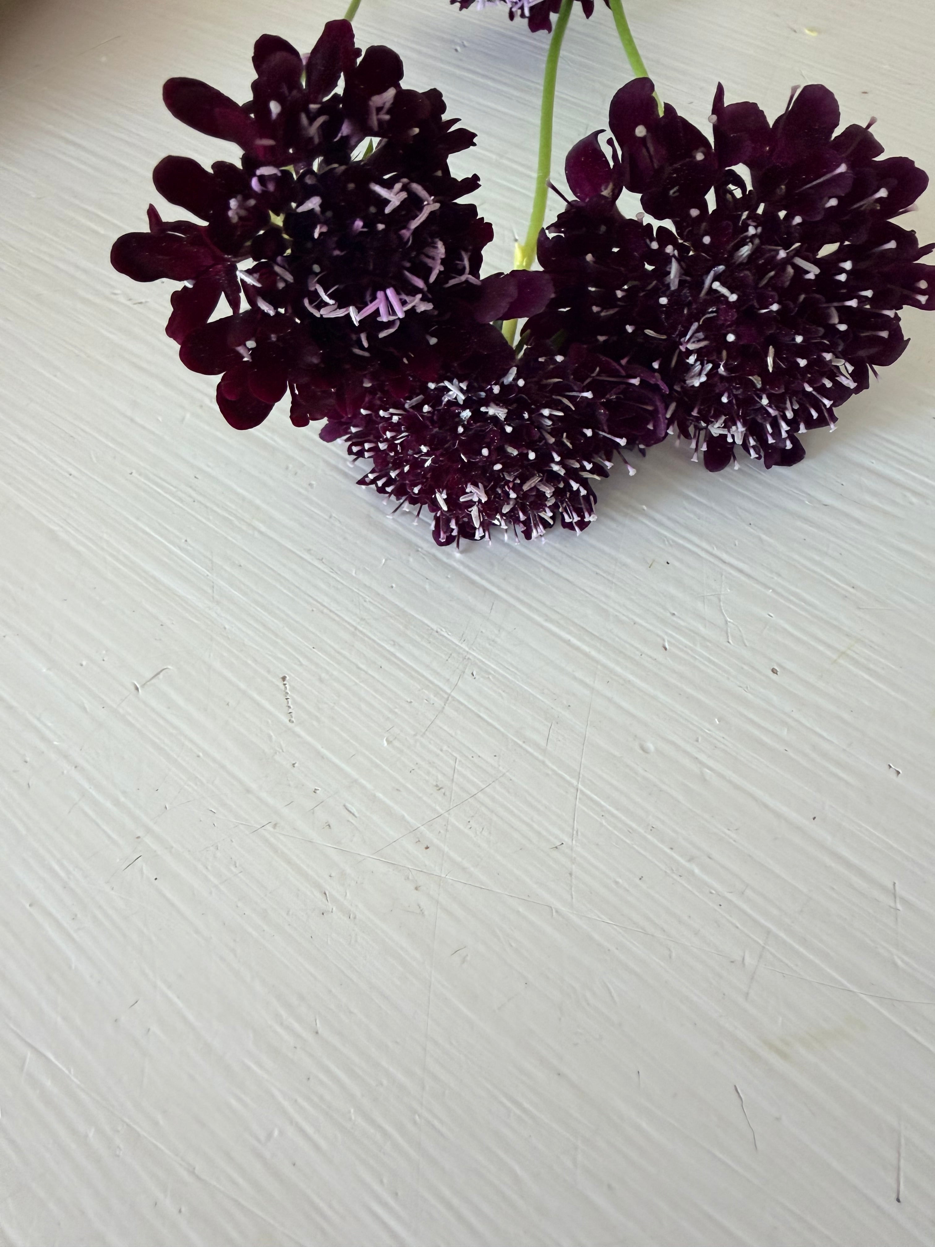 Scabiosa - Black Beauty - Bundle of 10 Stems