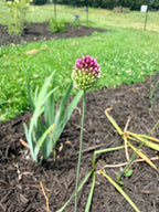 Allium - Drumstick