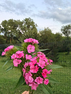 Sweet William - Amazon Rose - Bundle of 5 and 10 Stems