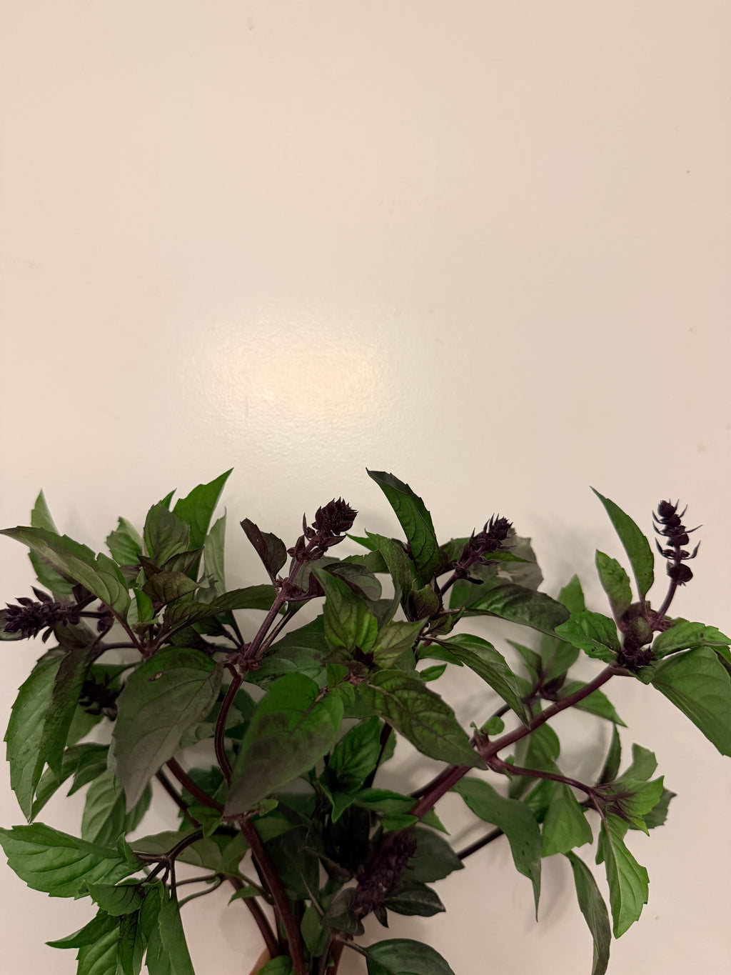 Basil - Bundle of 10 Stems