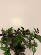 Basil - Bundle of 10 Stems