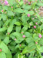 Gomphrena - QIS Pink - Bundle of 10 Stems