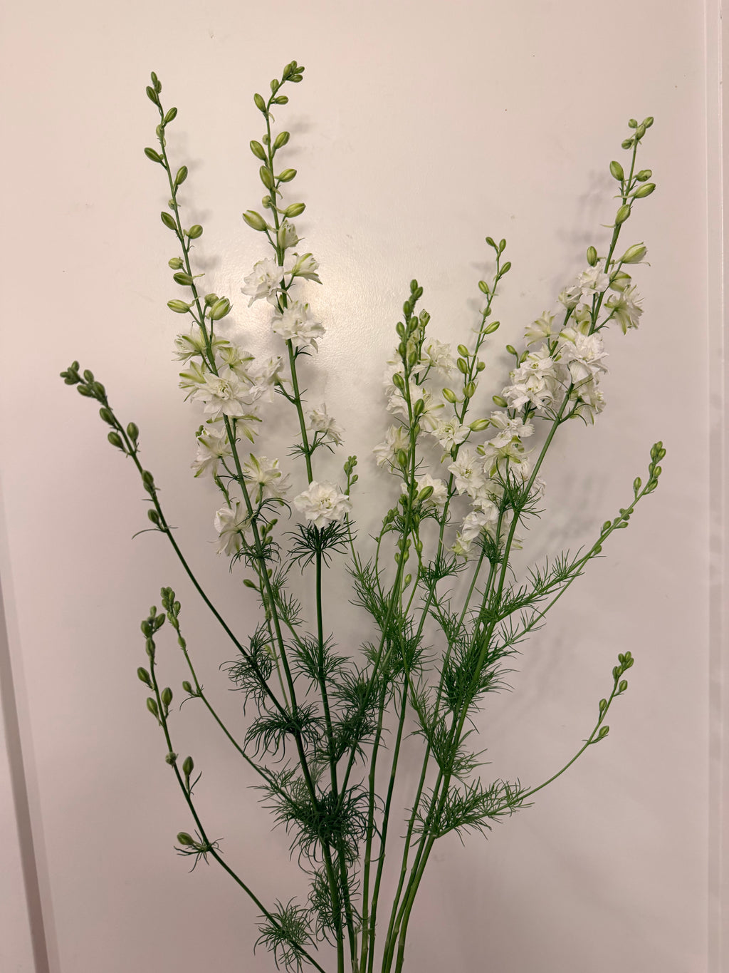 Larkspur - QIS White - Bundle of 10 Stems