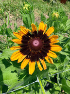 Rudbeckia - Denver Daisy - Bundle of 10 Stems