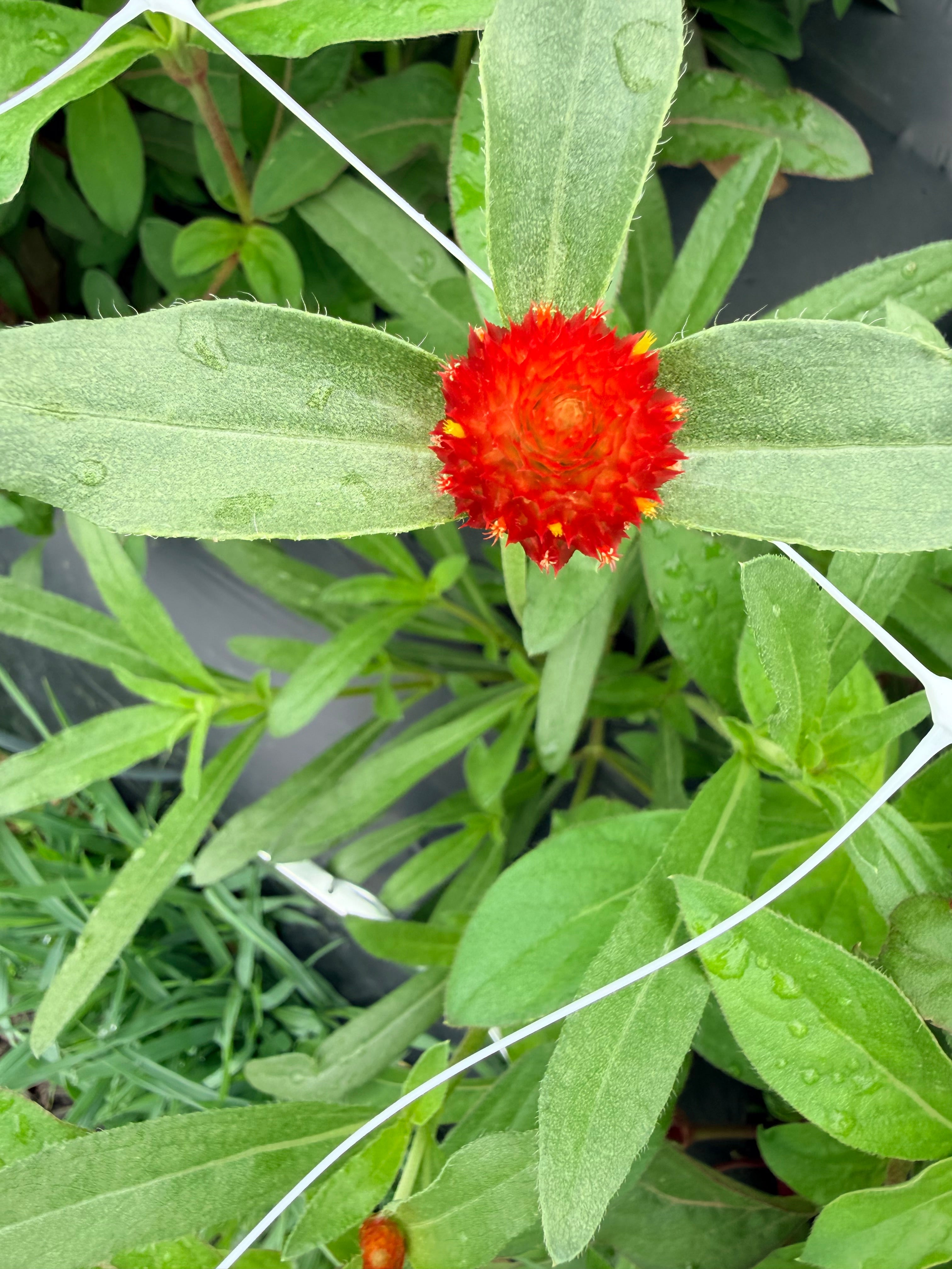 Gomphrena - Red - Bundle of 10 Stems