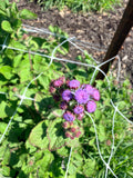 Ageratum - Bundle of 10 Stems
