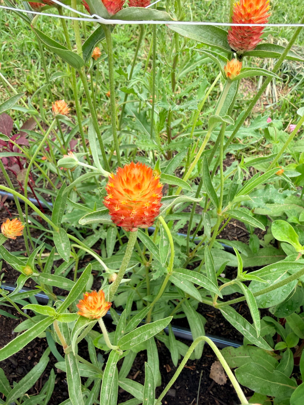 Gomphrena - QIS Orange - Bundle of 10 Stems