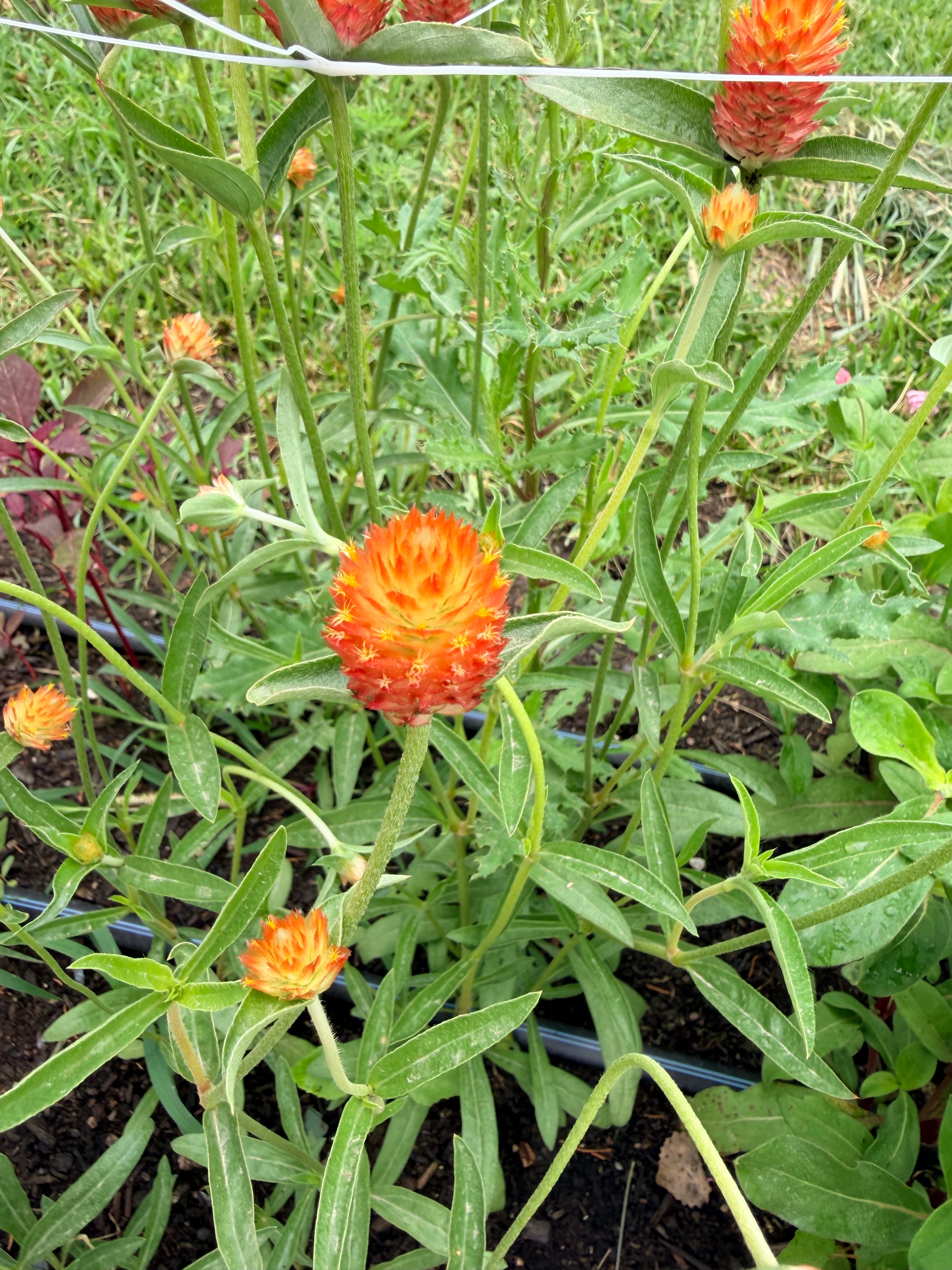 Gomphrena - QIS Orange - Bundle of 10 Stems