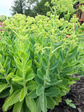 Sedum - Autumn Joy - Bundle of 5 and 10 Stems